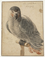 P 004a
          <br/>
          Papegaai op een stok
          <br/>
          <em>Saftleven, Cornelis (1609-1681)</em>